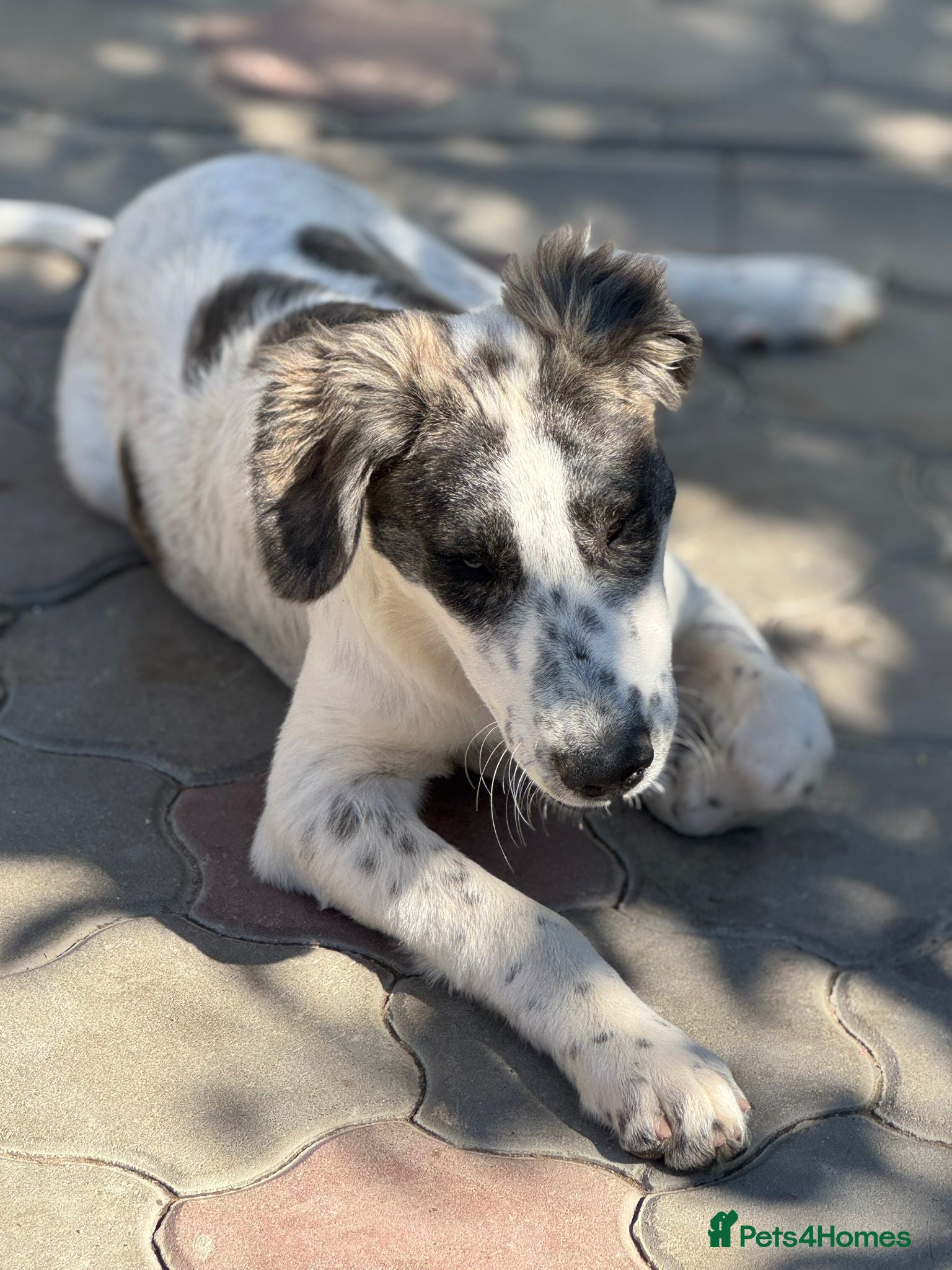 Mixed Breed dogs ODIN, a superb young boy - for a Loving Home  - Advert 1