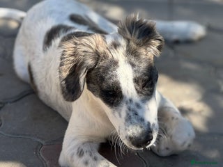 Mixed Breed dogs ODIN, a superb young boy - for a Loving Home - Advert 1