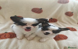 Papillon dogs for sale: 2 Beautiful Pedigree Female Papillons  - Image 6