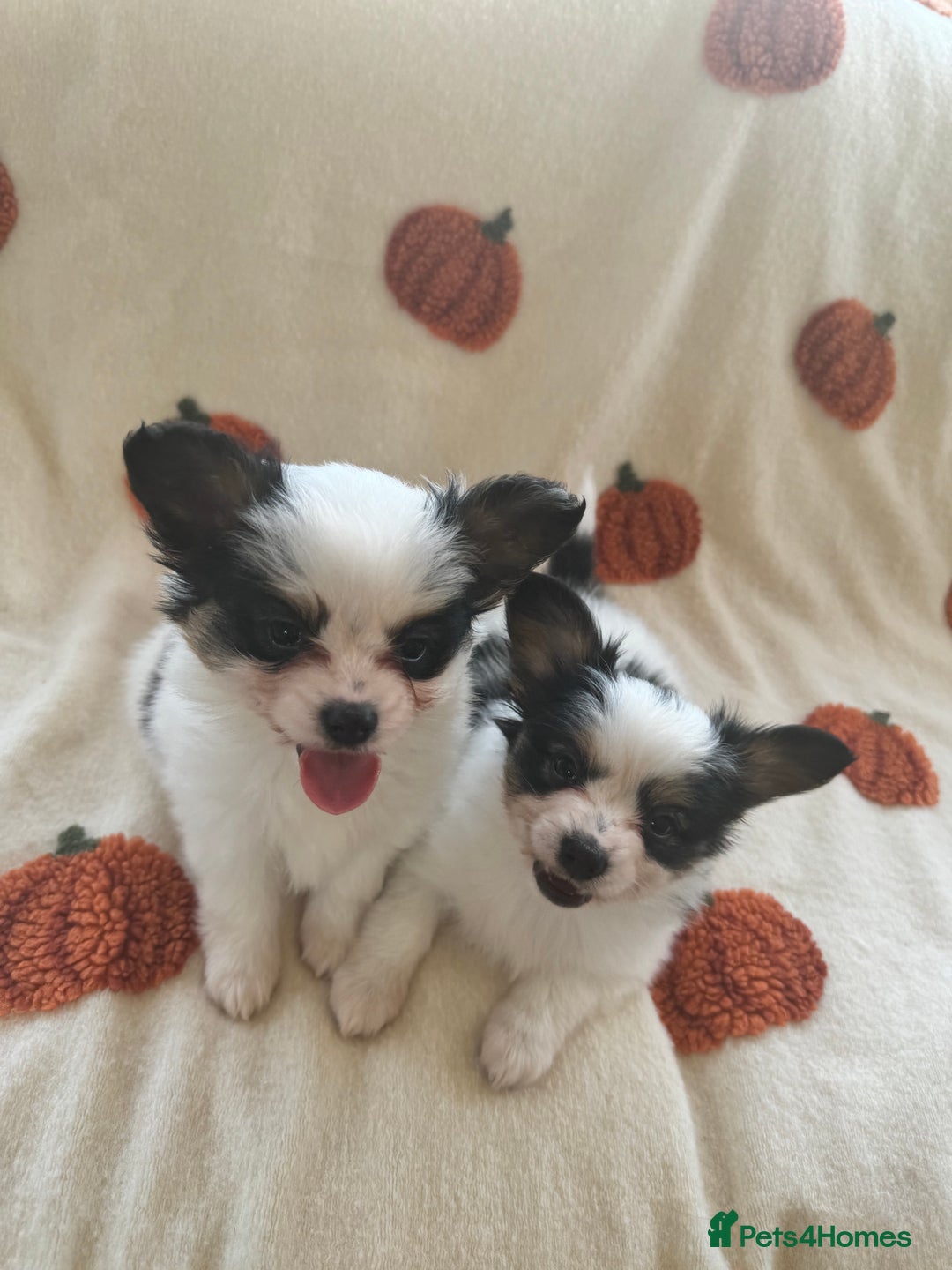 Papillon dogs for sale: 2 Beautiful Pedigree Female Papillons  - Image 6