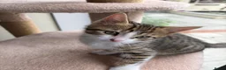 Mixed Breed cats for sale: Mixed breed with bengal in Eastleigh - Advert 15