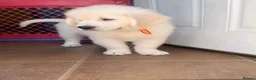 Golden Retriever dogs for sale: GOLDEN RETRIEVER PUPPIES - Advert 4