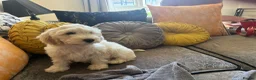 Mixed Breed dogs for sale: Puppies hair don’t fall out look like cocker poo  - Advert 9