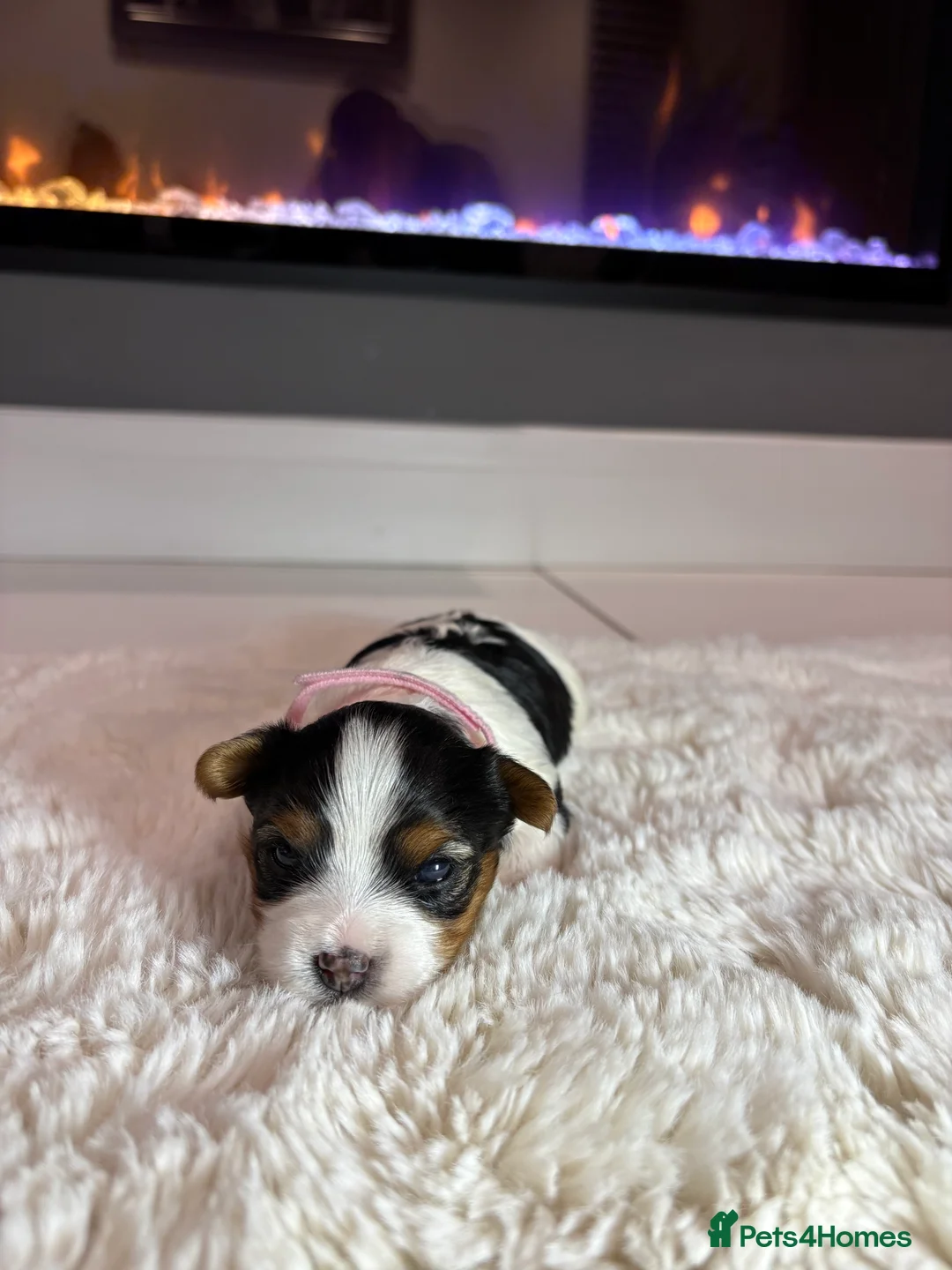 Yorkshire Terrier dogs for sale: Pure Biewer York Terriers for sale - Advert 17