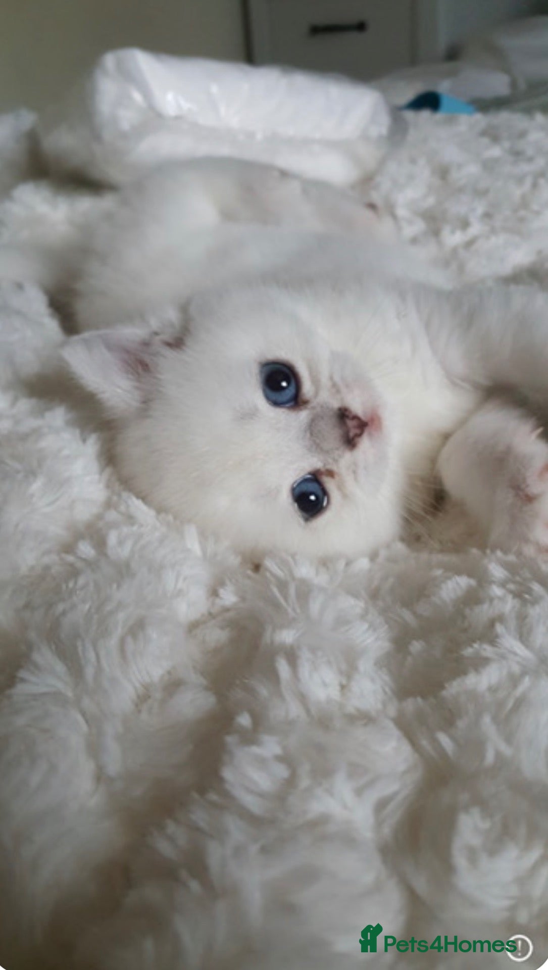 British Shorthair cats Beautiful Pedigree British Shorthair Kittens - Advert 3