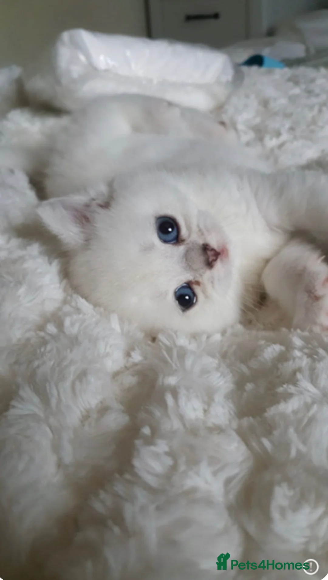 British Shorthair cats for sale: Beautiful Pedigree British Shorthair Kittens in Rochester - Advert 1