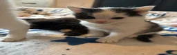 Mixed Breed cats for sale: Black and white male kitten  - Advert 2