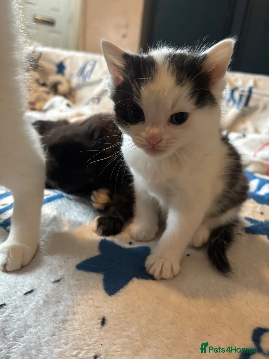 Mixed Breed cats for sale: Black and white male kitten  - Advert 2