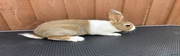 Dutch rabbits for sale: Baby Dutch Rabbits For Sale  - Advert 5