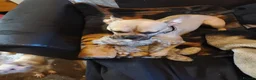 Mixed Breed dogs for sale: 6 Frenchie x Sprocker pups - Advert 5