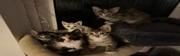 Mixed Breed cats for sale: 5 gorgeous kittens ready to leave now  in Cranbrook - Advert 11
