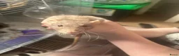 Rat rodents for sale: Rehoming two lovely girl rats  - Advert 3