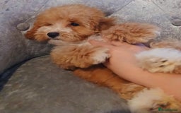 Maltipoo dogs for sale: Beautiful maltipoo puppies for sale - Image 11