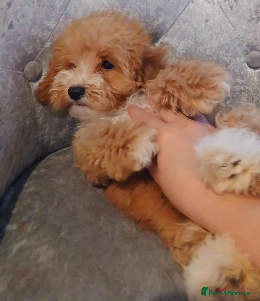 Maltipoo dogs for sale: Beautiful maltipoo puppies for sale - Image 11