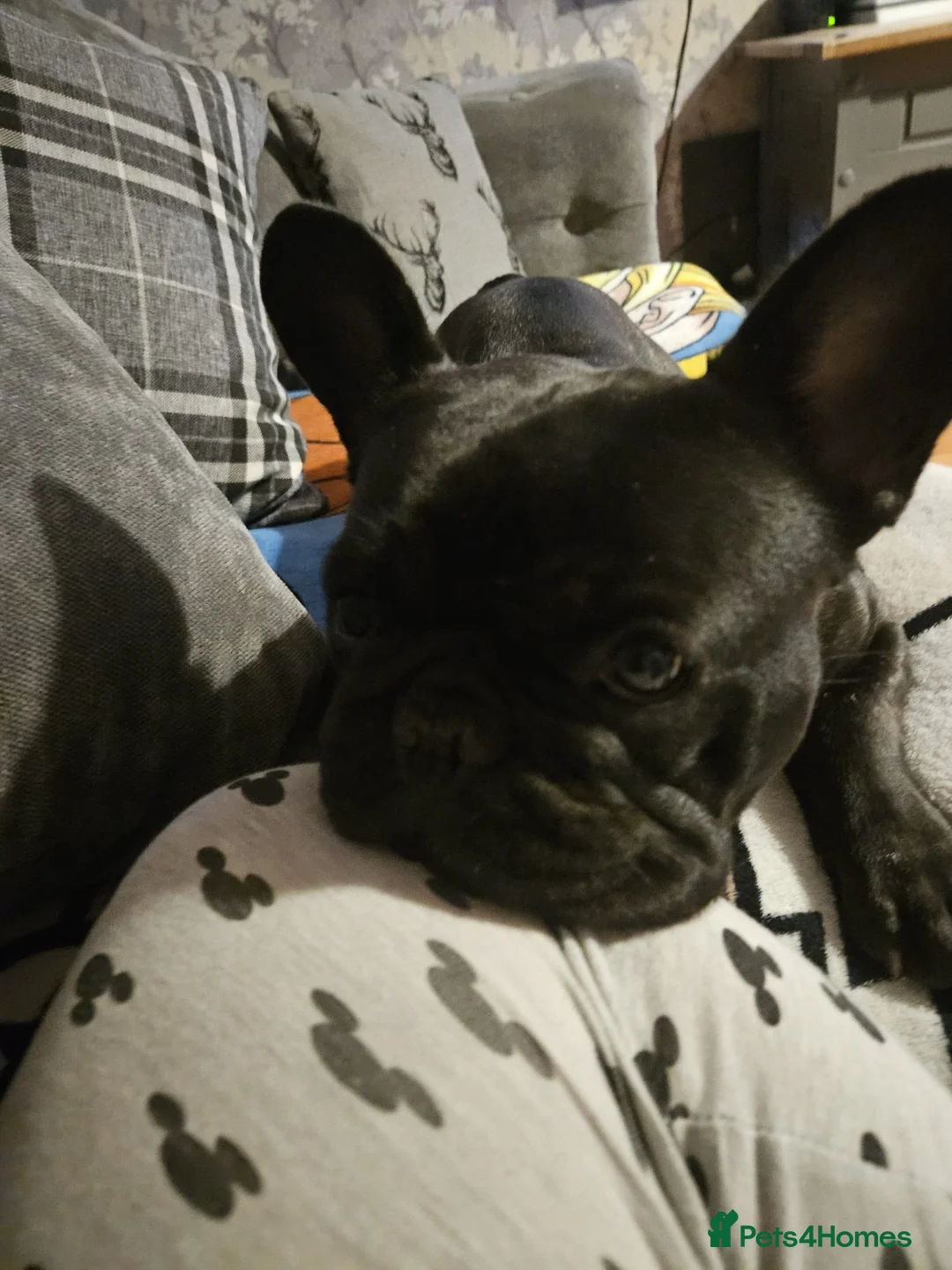French Bulldog dogs for sale: Ruby  in Wolverhampton - Advert 3