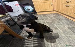 American Bull Staffy dogs for sale: american staffordshire for sale  - Image 5