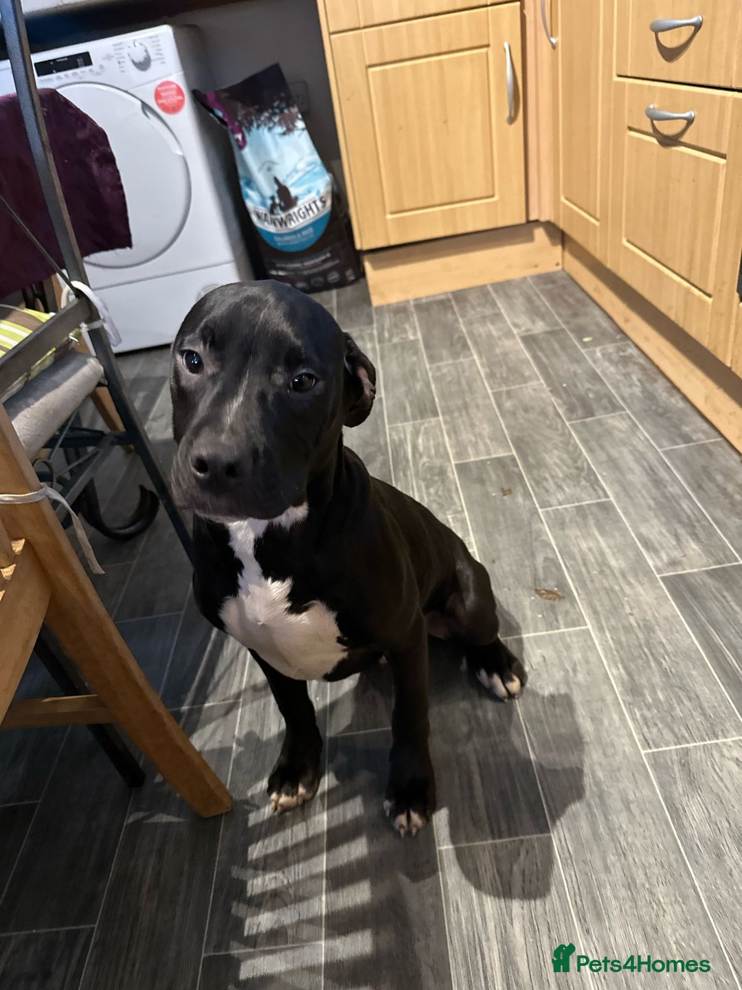 American Bull Staffy dogs for sale: american staffordshire for sale  - Image 5
