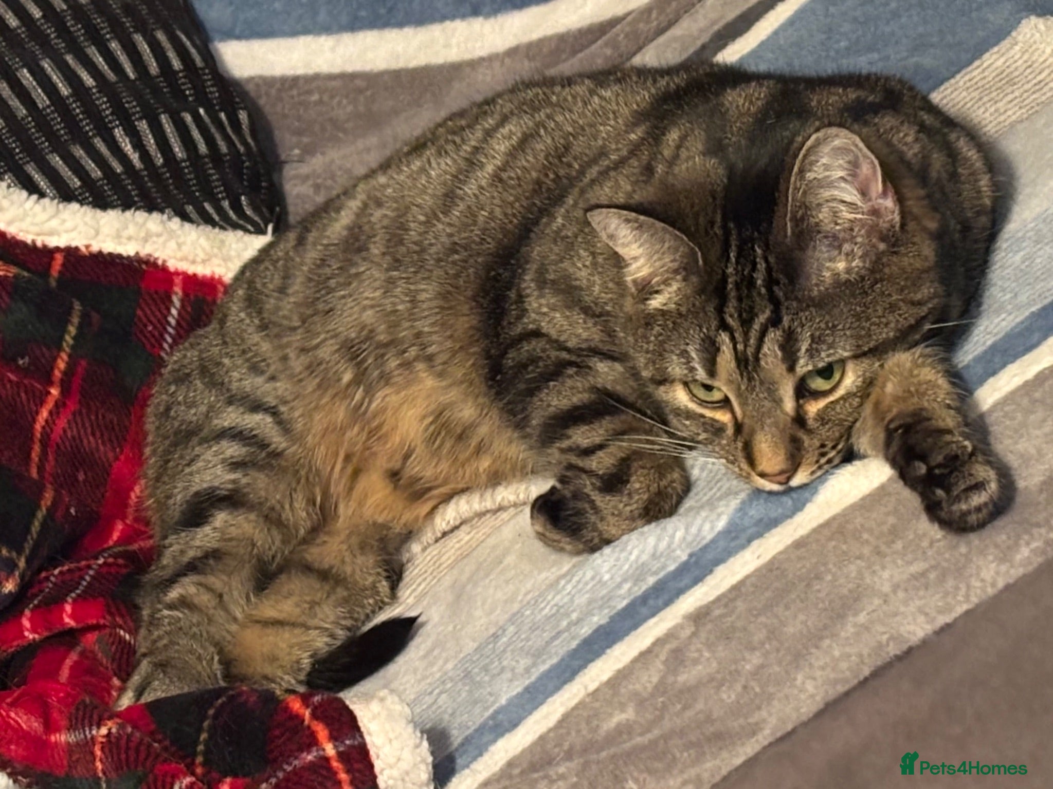Mixed Breed cats 2 cats needing new home - Advert 18