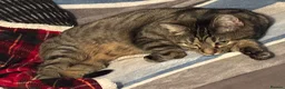 Mixed Breed cats for sale: 2 cats needing new home - Advert 2