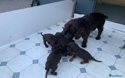 Cocker Spaniel dogs for sale: Kc cocker spaniel puppies  - Image 2