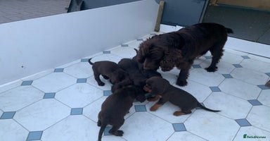 Cocker Spaniel dogs - Advert 1