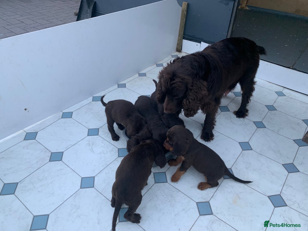Cocker Spaniel dogs for sale: Kc cocker spaniel puppies  - Image 2