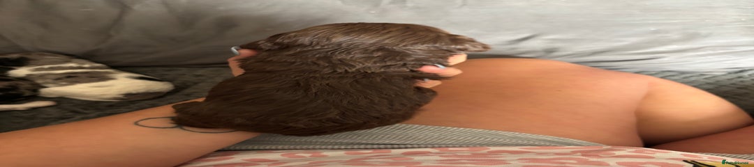Cockapoo Puppy 5