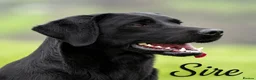 Labrador Retriever dogs for sale: Outstanding Labrador Puppies–Exceptional Pedigree - Advert 16