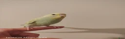 Budgerigars birds for sale: Baby budgies for sale  - Advert 4