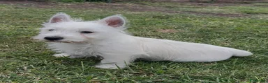 West Highland Terrier 1