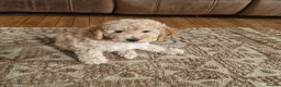 Cockapoo dogs for sale: Beautiful and friendly Cockapoo boy, well handled - Advert 5