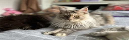 Maine Coon cats for sale: Tortie maine coon female TICA registered available - Advert 18