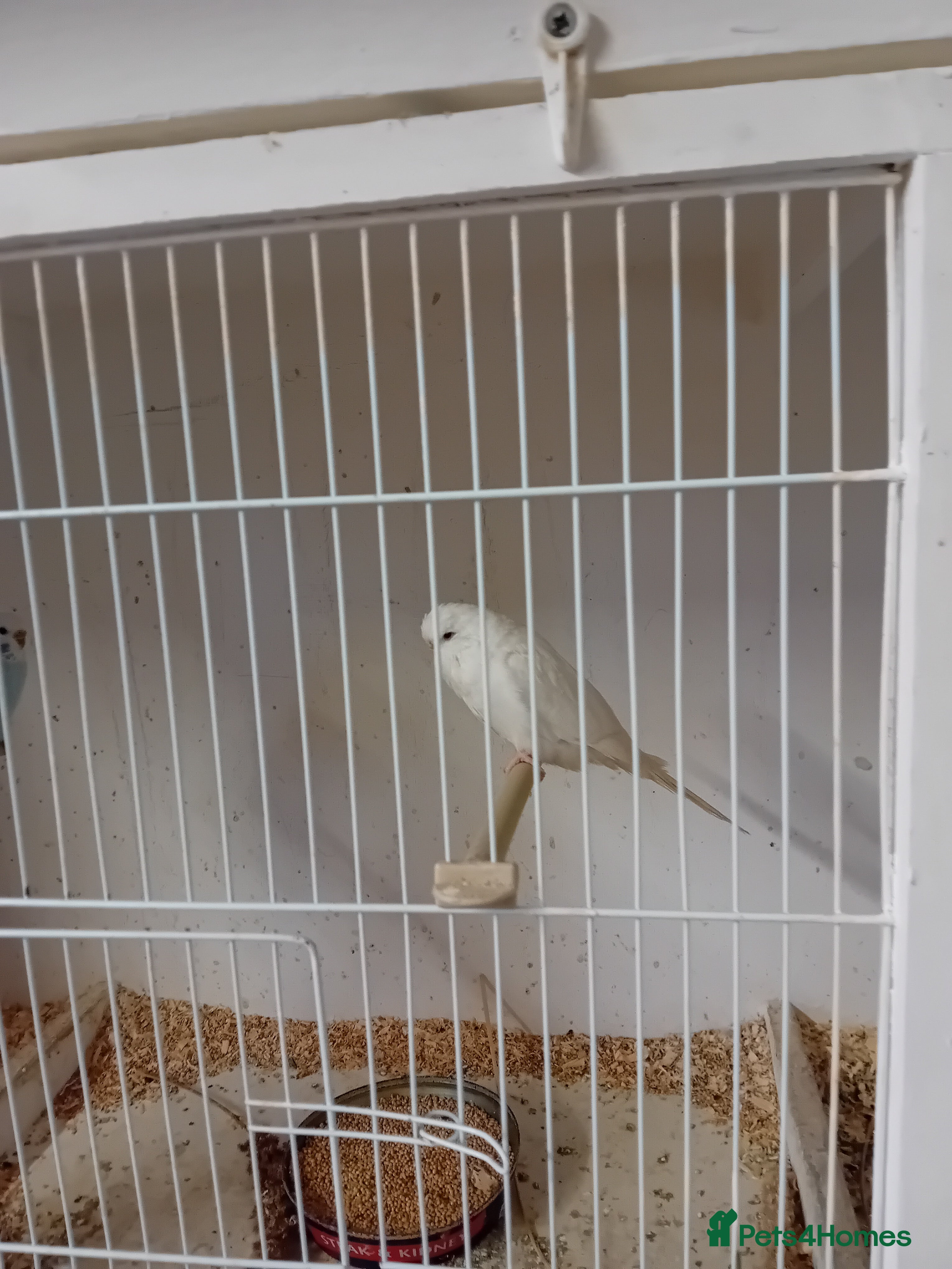 Budgerigars birds Budgies  - Advert 18