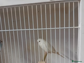 Budgerigars birds Budgies - Advert 20