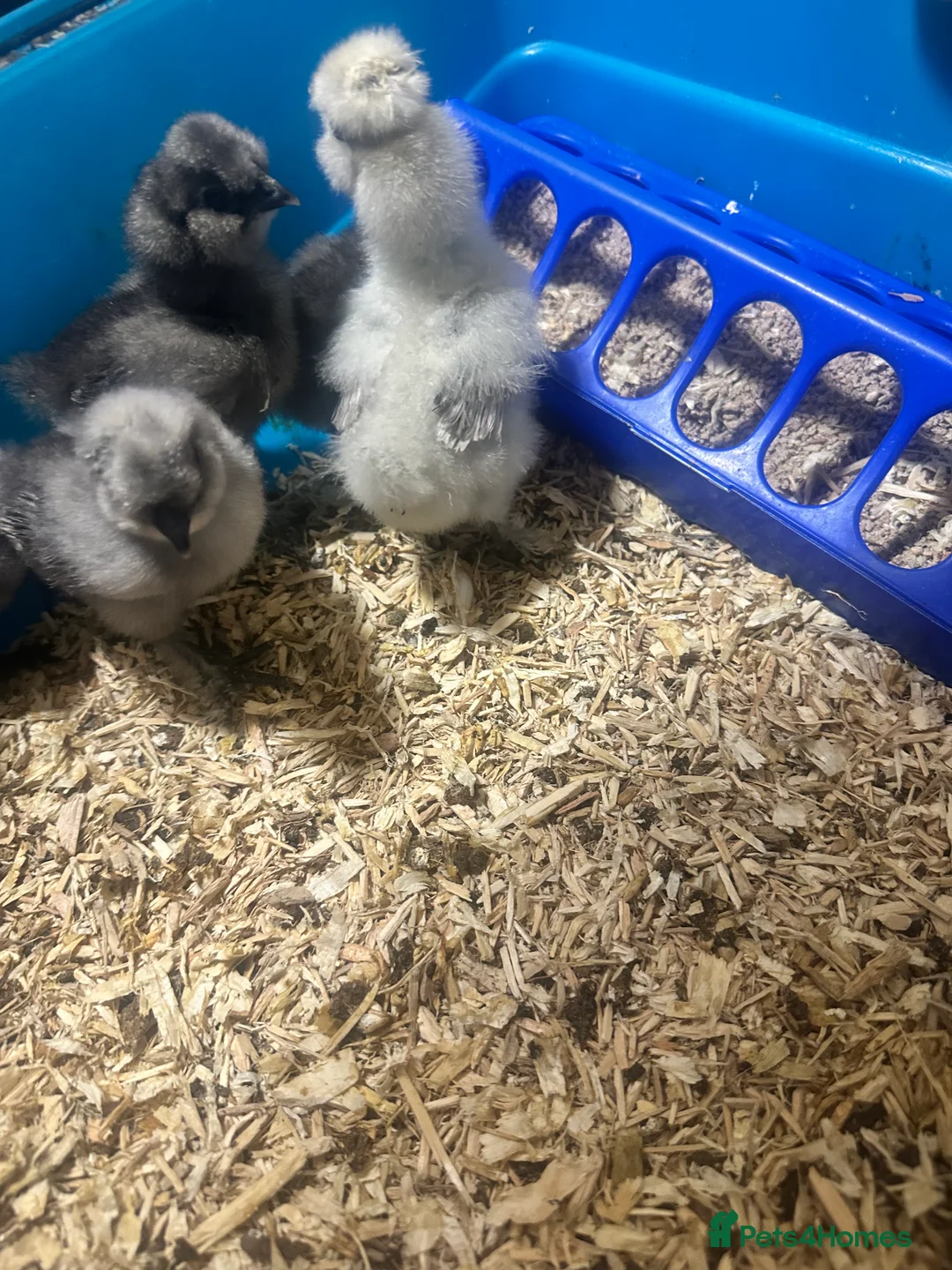 Chickens poultry for sale: Silkie chicks - Advert 6