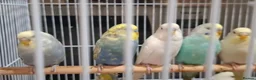 Budgerigars birds for sale: Budgies for sale Birmingham  - Advert 14