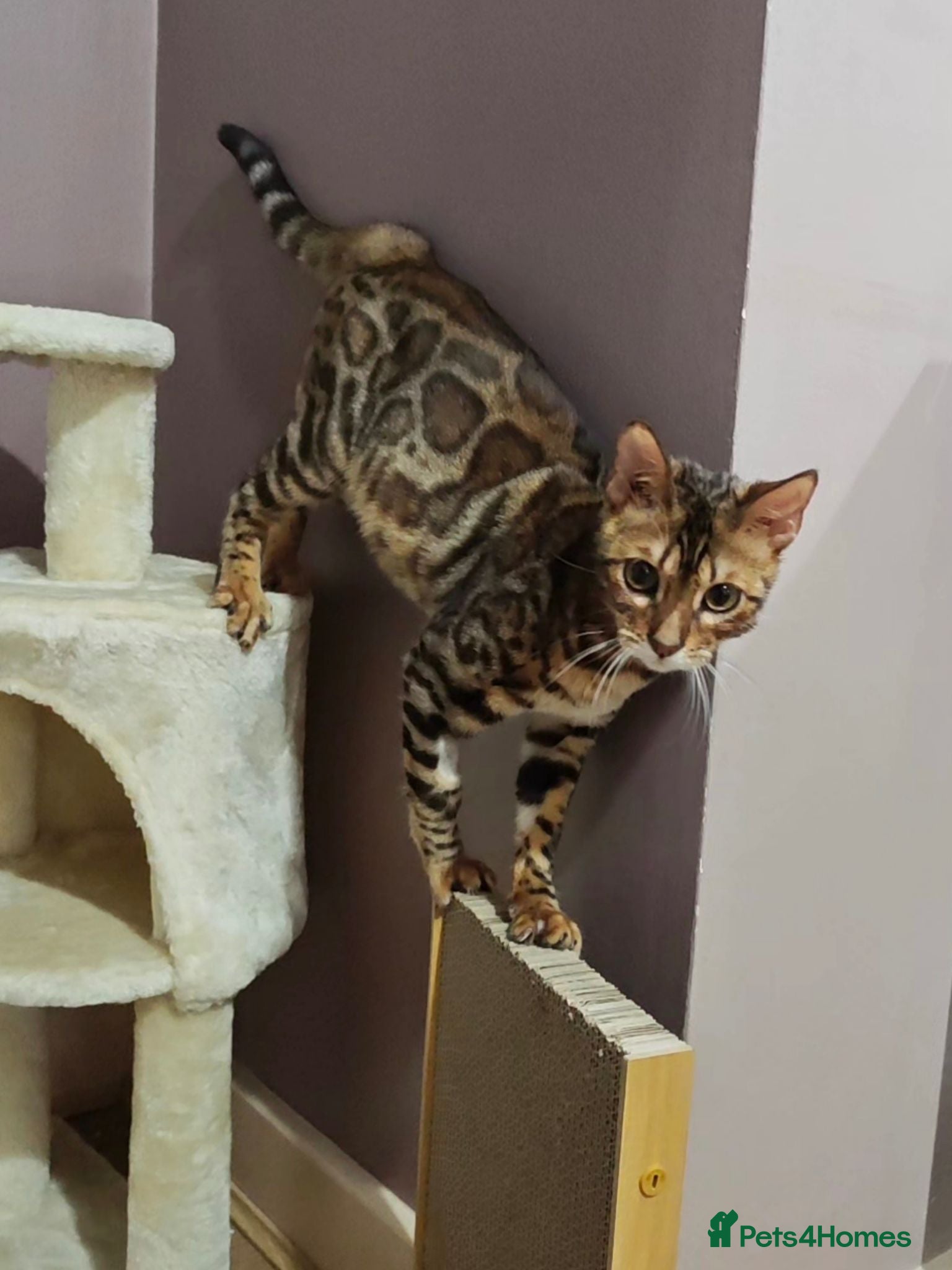 Bengal cats Beautiful Male Bengal Kitten Seeking Home - Advert 13