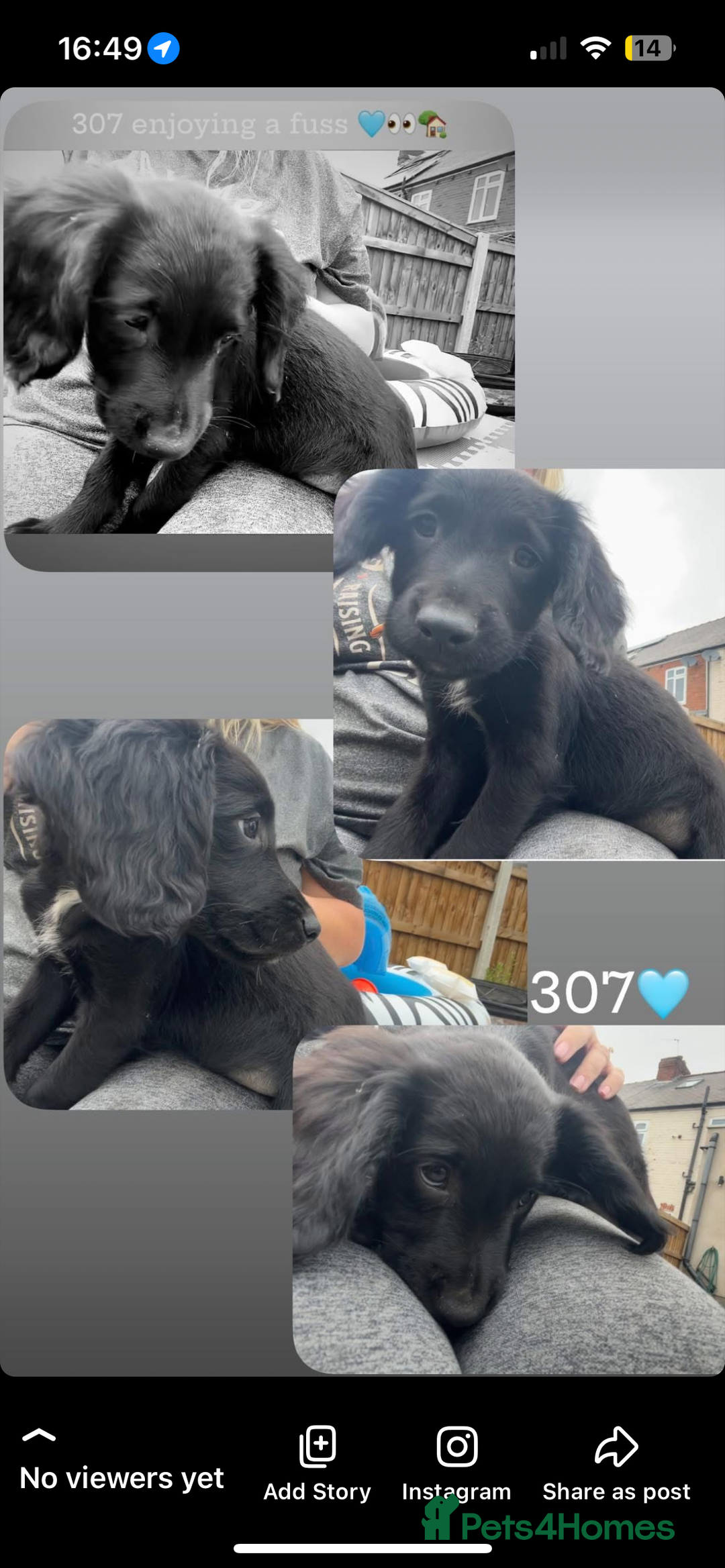 Mixed Breed dogs for sale: * Spangold Retrievers 2 beautiful boys left * - Image 7