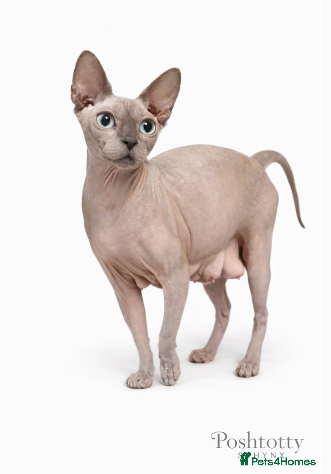 Sphynx cats for sale: Poshtotty Sphynx  - Advert 5