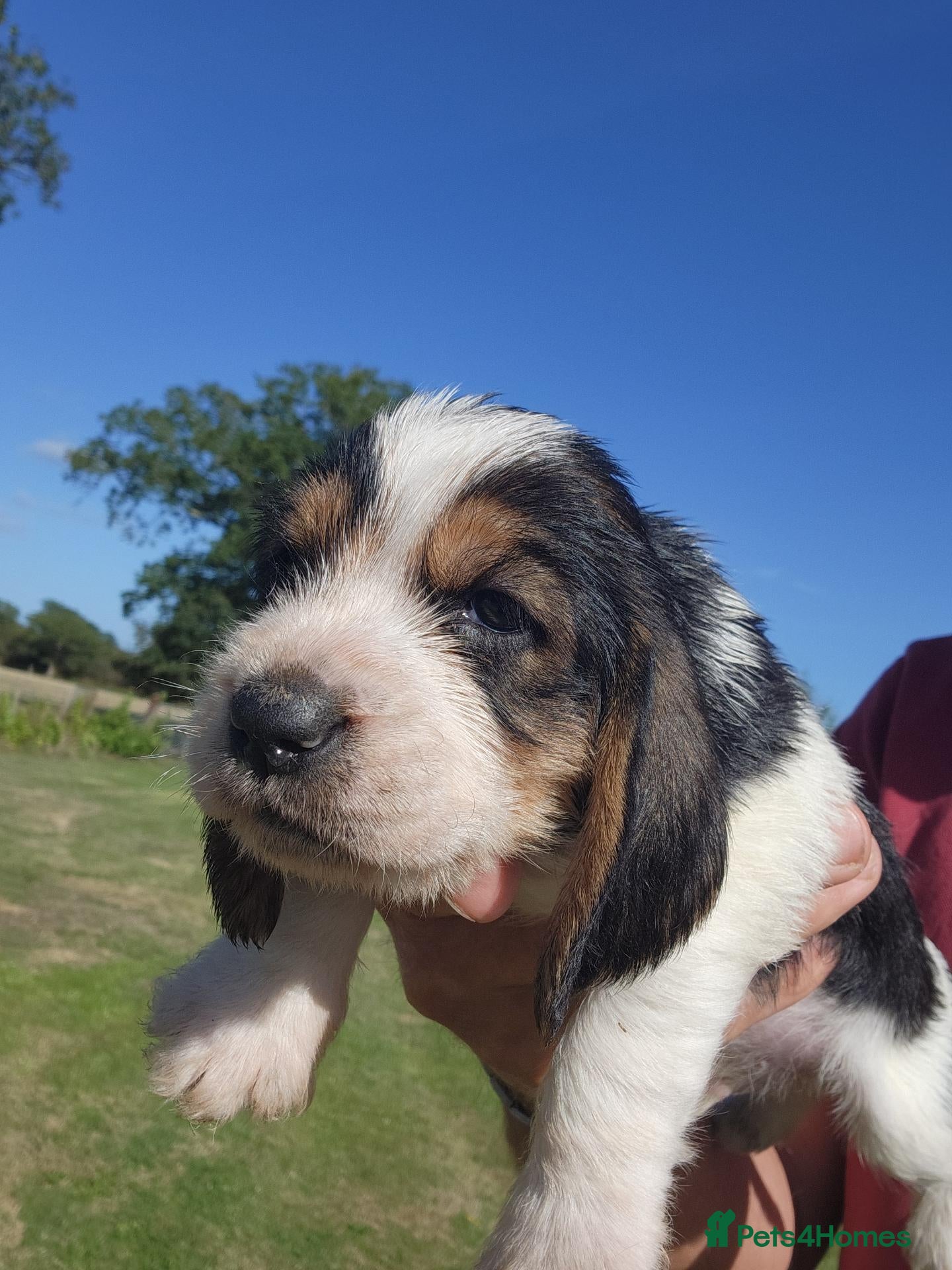 Basset Griffon Vendeen dogs Griffon grand bassets  - Advert 1