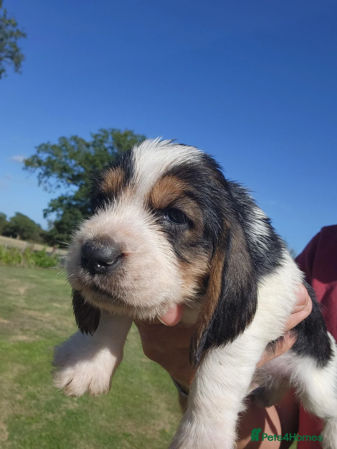 Basset Griffon Vendeen dogs for sale: Griffon grand bassets  - Advert 1