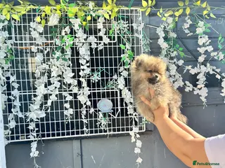 Pomeranian dogs Pomeranian ** Teddy face - Advert 4