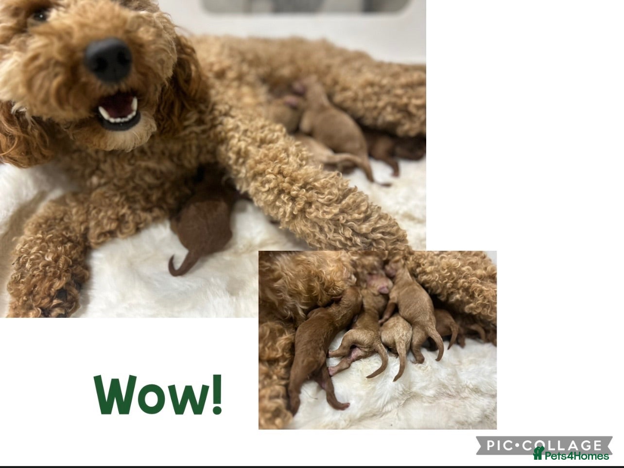 Cavapoo dogs 5 star licensed Cavapoo home breeder wait list  - Advert 5