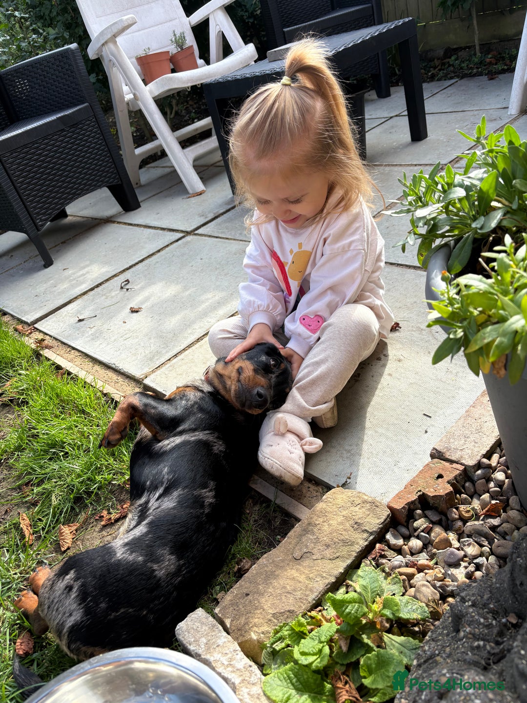 Mixed Breed dogs for sale: 1 year old Dashund x Jack Russel - Advert 2