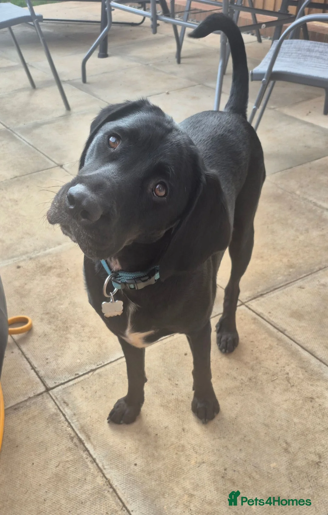 Mixed Breed dogs for sale: Gorgeous 2yr old lab cross  - Advert 1