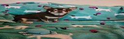 Chihuahua dogs for sale: Chihuahua puppies 🐶  - Advert 3