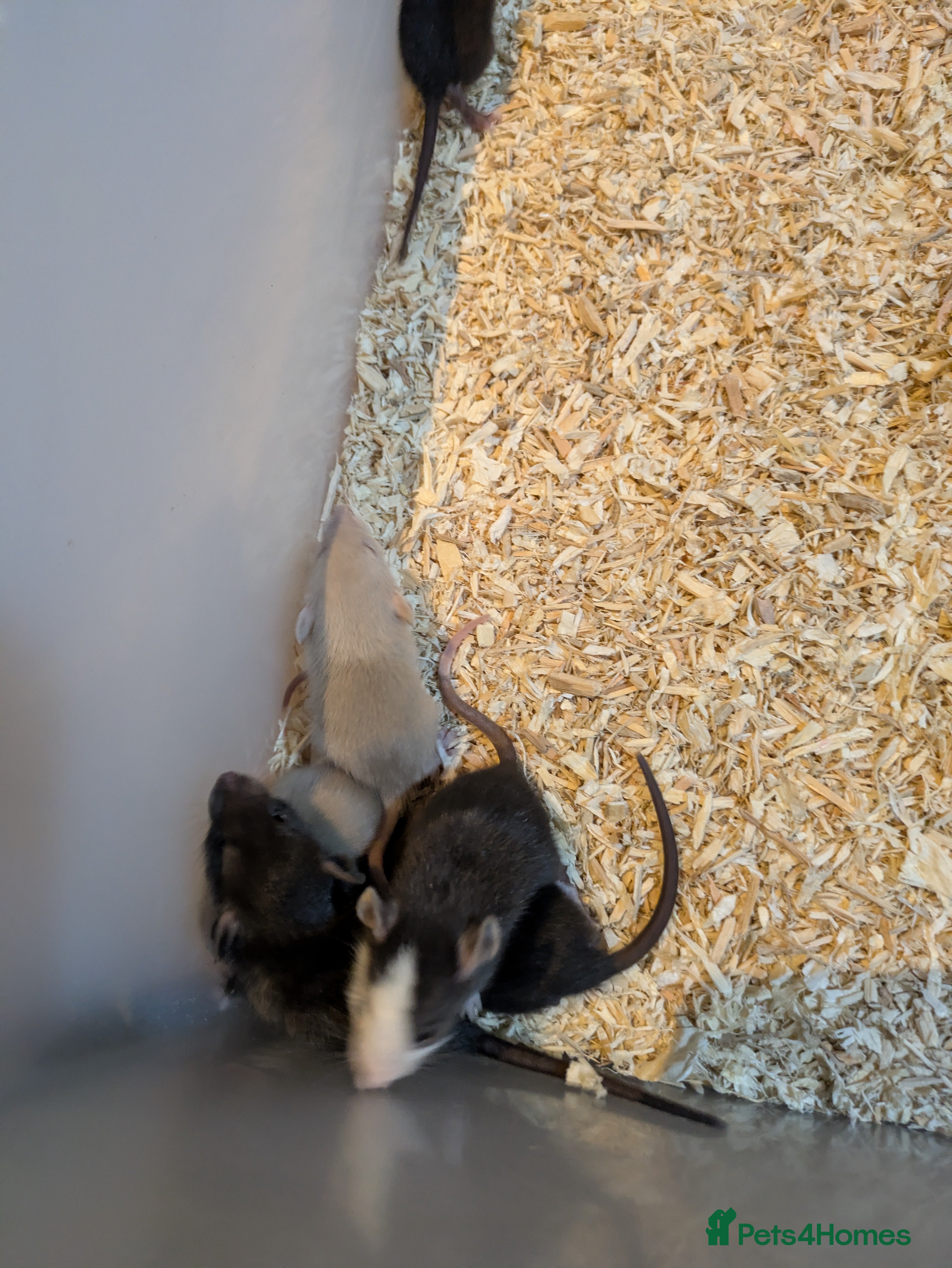 Rat rodents Rats for sale - Advert 1