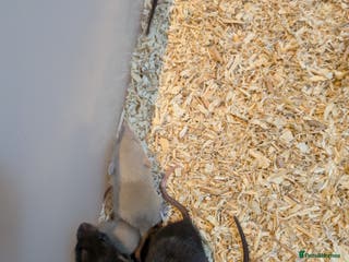 Rat rodents Rats for sale - Advert 1