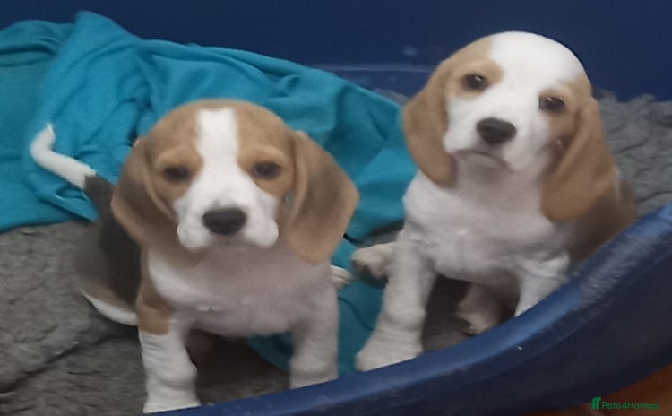 Beagle dogs - Advert 1