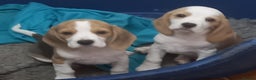 Beagle dogs for sale: Quality beagle puppies - Advert 1